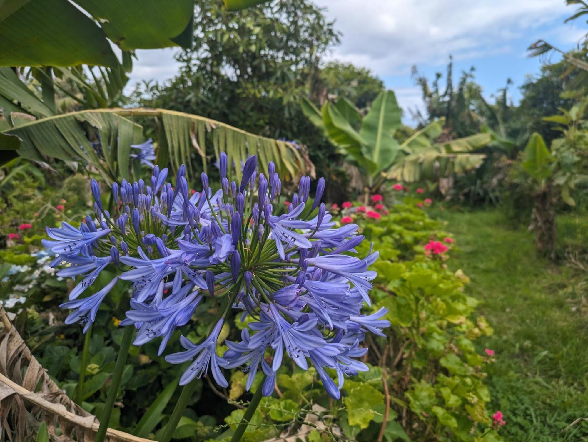 The Plantation Faial Bed and Breakfast Feteira  Buitenkant foto